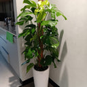 Big Monstera Indoor Plants UAE. Potted plant in a kitchen setting with a white cabinet and countertop.