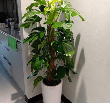 Big Monstera Indoor Plants UAE. Potted plant in a kitchen setting with a white cabinet and countertop.