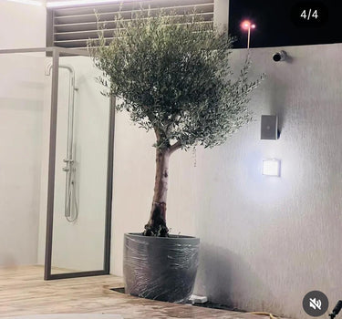Big Olive Premium 3m to 3.5m Outdoor Plants UAE. Potted olive tree outside a building with a glass door.