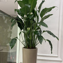 Big Peace Lily Plants UAE. Potted plant in a room with a white wall and glass door.