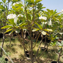 Big Plumeria Frangipani with Flowers (2m–2.2m) Outdoor Plants UAE. Plumeria tree with white flowers in a garden setting