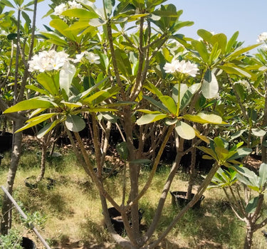 Big Plumeria Frangipani with Flowers (2m–2.2m) Outdoor Plants UAE. Plumeria tree with white flowers in a garden setting