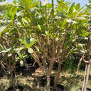 Big Plumeria Frangipani with Flowers (2m–2.2m) Outdoor Plants UAE.
