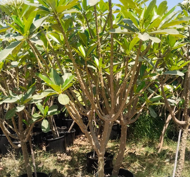 Big Plumeria Frangipani with Flowers (2m–2.2m) Outdoor Plants UAE.