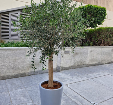 Big Premium Olive Tree (2 meter) in Grey Pot Plants Dubai