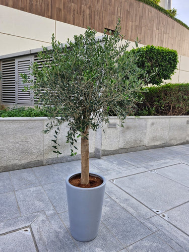 Big Premium Olive Tree (2 meter) in Grey Pot Plants Dubai