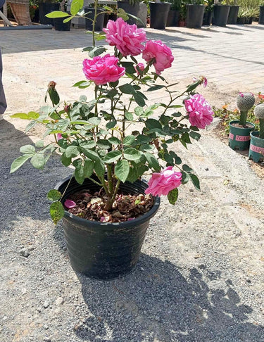 Big Rose Plant with Flowers, Guaranteed Indoor and Office Plants Dubai. Potted plant with pink flowers on a concrete surface