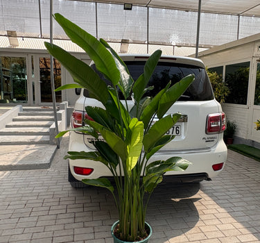 Bird of Paradise Big 160-180cm Premium Plants UAE. Potted plant in front of a white car on a sidewalk
