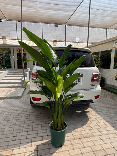 Bird of Paradise Big 160-180cm Premium Plants UAE. Tall potted plant in front of a white car on a sidewalk