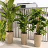 Bird of Paradise Monstera Peace Lily Bundle 3 plants UAE. Three potted plants in beige pots on a patio with a white railing in the background.