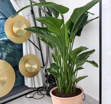 Bird of Paradise Premium in Terracota. Potted plant in a room with decorative elements and a mirror.