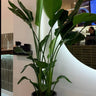 Bird of Paradise in Black Plants UAE. Potted plant in a modern indoor setting with a person in the background.