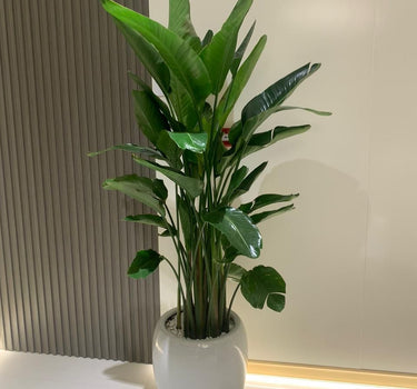 Bird of Paradise in Ceramic Premium Plants UAE. Potted plant in a white pot on a light-colored floor with a neutral wall background