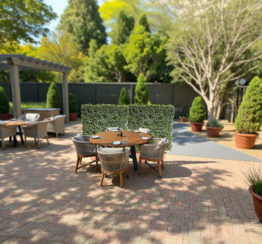 Ehretia Microphylla Hedge Shape 1 m 2