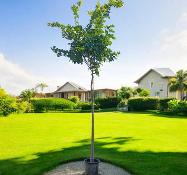 Bombax Ceiba – Red Silk Cotton Tree (Simbal)