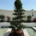 Bonsai - S Shaped Plants UAE. Tree in a pot on a tiled platform with a building and clear sky in the background