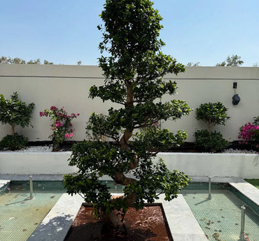 Bonsai - S Shaped Plants UAE. Tree in a pot on a tiled platform with a building and clear sky in the background