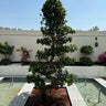 Bonsai - S Shaped Plants UAE. Tree in a pot on a tiled platform with a building and clear sky in the background