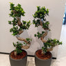 Bonsai 2pc-Bundle  Premium Indoor Plants UAE. Two potted plants with twisted trunks on a white background