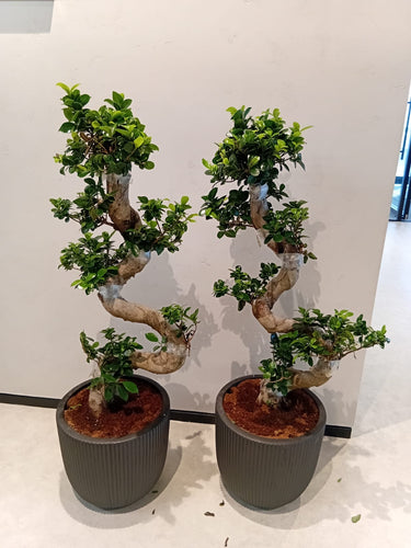 Bonsai 2pc-Bundle  Premium Indoor Plants UAE. Two potted plants with twisted trunks on a white background