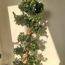 Bonsai Big 130-150cm Buy Indoor Plants . Tall potted plant with green leaves against a plain wall