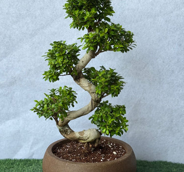 Bonsai Japanese Plant 110-130cm Outdoor and Outdoor Plants UAE. Bonsai tree in a pot on a green surface with a light gray background