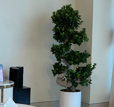 Bonsai Premium s-shape 110-130cm Indoor Plants UAE. Potted plant in a room with a neutral background 