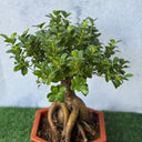Bonsai Table Plant Collectible UAE. Bonsai tree in a pot on a green surface with a light blue background