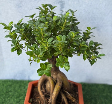 Bonsai Table Plant Collectible UAE. Bonsai tree in a pot on a green surface with a light blue background