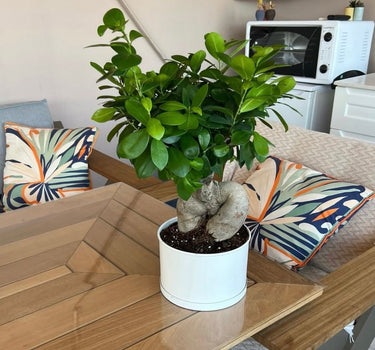 Bonsai Table Plant Premium. Potted plant on a wooden coffee table with colorful cushions and a microwave in the background.