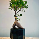 Bonsai Table Plant (Premium), Indoor Plants UAE. Potted plant with a unique root system on a light-colored surface with a neutral background