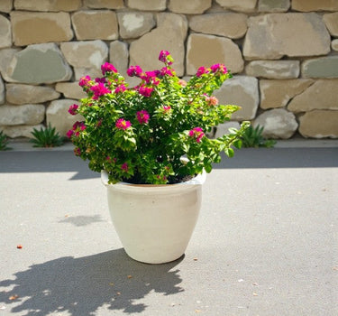 Bougainvillea Glabra – Paperflower Vine 2