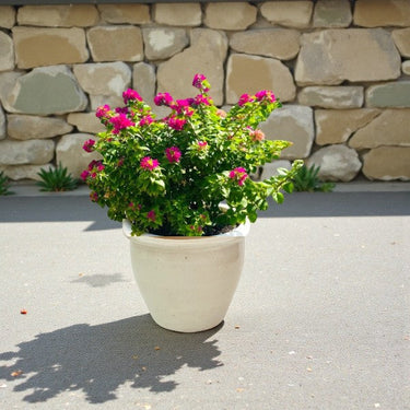 Bougainvillea Glabra – Paperflower Vine 2