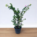 Bougainvillea Glabra – 4 Stick multi Colors 3