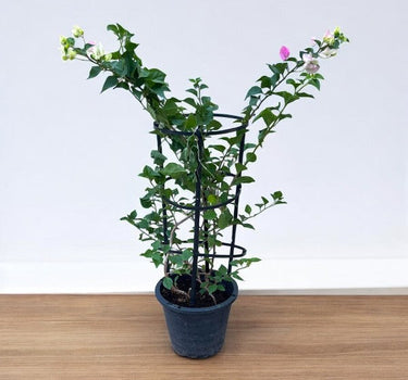 Bougainvillea Glabra – 4 Stick multi Colors 3