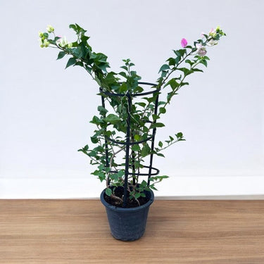 Bougainvillea Glabra – 4 Stick multi Colors 3