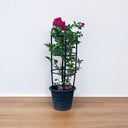 Bougainvillea Glabra – 4 Stick multi Colors 2