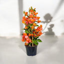 Bougainvillea Spectabilis 1