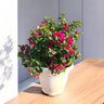Bougainvillea Glabra – Paperflower Vine 1