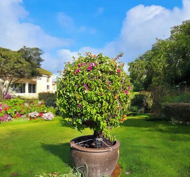 Bougainvillea Pompom – Ball Shape 1