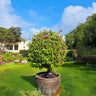 Bougainvillea Pompom – Ball Shape 1