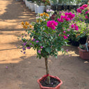 Bougainvillea Bonsai Indoor Plants Dubai. Potted flowering plant in a garden setting with other plants and flowers in the background.