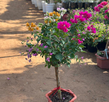 Bougainvillea Bonsai Indoor Plants Dubai. Potted flowering plant in a garden setting with other plants and flowers in the background.