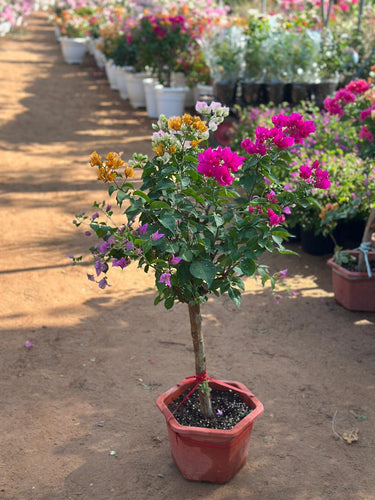 Bougainvillea Bonsai Indoor Plants Dubai. Potted flowering plant in a garden setting with other plants and flowers in the background.