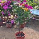 Bougainvillea Bonsai Indoor Plants UAE. Potted plant with colorful flowers in a garden setting