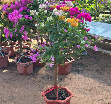 Bougainvillea Bonsai Indoor Plants UAE. Potted plant with colorful flowers in a garden setting