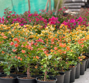 Bougainvillea Indoor Plants UAE. Row of potted plants with colorful flowers in a garden setting