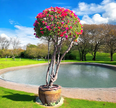 Bougainvillea Single Head 2