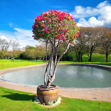 Bougainvillea Single Head 2