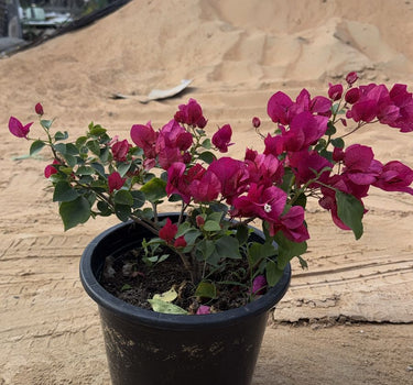 Bougainvillea in Nursery Plants UAE. Potted plant with pink flowers on a sandy background